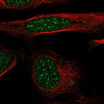 Anti-GTF2H4 antibody produced in rabbit Prestige Antibodies&#174; Powered by Atlas Antibodies, affinity isolated antibody