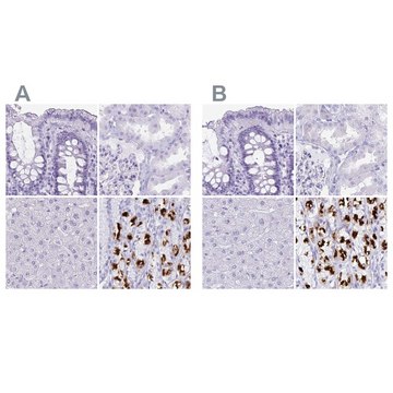 Anti-ATP4B antibody produced in rabbit Prestige Antibodies&#174; Powered by Atlas Antibodies, affinity isolated antibody, buffered aqueous glycerol solution