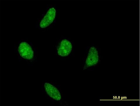 Monoclonal Anti-VRK1 antibody produced in mouse clone 4F9, purified immunoglobulin, buffered aqueous solution