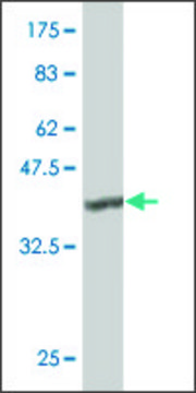 ANTI-TLR4 antibody produced in mouse clone 4B10, purified immunoglobulin, buffered aqueous solution