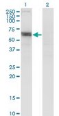 Monoclonal Anti-SLC6A16 antibody produced in mouse clone 2E5, purified immunoglobulin, buffered aqueous solution