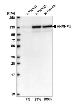 Anti-HNRNPU antibody produced in rabbit Prestige Antibodies&#174; Powered by Atlas Antibodies, affinity isolated antibody, buffered aqueous glycerol solution