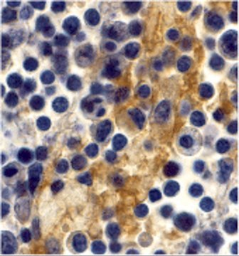 Anti-DC-SIGN antibody produced in rabbit affinity isolated antibody