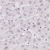 Anti-TMEM237 antibody produced in rabbit Prestige Antibodies® Powered by Atlas Antibodies, affinity isolated antibody, buffered aqueous glycerol solution