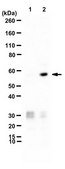 Anti-PDI Antibody, arginylated (Nt-Asp18) from rabbit, purified by affinity chromatography