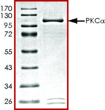 PKC-&#945;，活性，GST 标记 from Xanopus sp. PRECISIO&#174;, recombinant, expressed in baculovirus infected Sf9 cells, &#8805;70% (SDS-PAGE), buffered aqueous glycerol solution