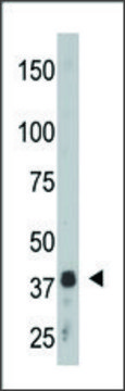 Anti-SULT2B1a/b (N-term) antibody produced in rabbit IgG fraction of antiserum, buffered aqueous solution