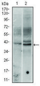 Monoclonal Anti-FOS antibody produced in mouse clone 2G2, ascites fluid