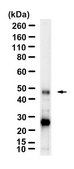 Anti-CXCR5 Antibody, clone 1G22 ZooMAb® Rabbit Monoclonal recombinant, expressed in HEK 293 cells
