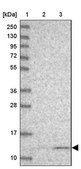 Anti-UQCRH antibody produced in rabbit Prestige Antibodies® Powered by Atlas Antibodies, affinity isolated antibody, buffered aqueous glycerol solution