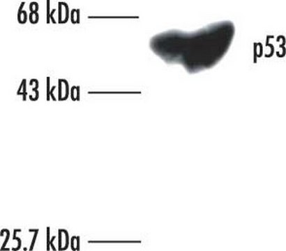 Anti-p53 (Ab-6) (Pantropic) Mouse mAb (DO-1) liquid, clone DO-1, Calbiochem&#174;