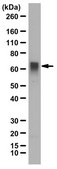 Anti-TRAF3 from rabbit, purified by affinity chromatography