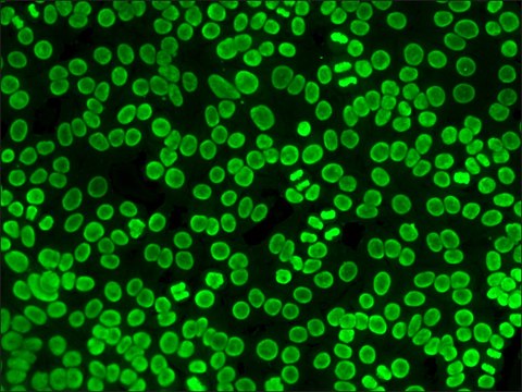 抗-人IgG（全分子）-FITC 兔抗 IgG fraction of antiserum, buffered aqueous solution