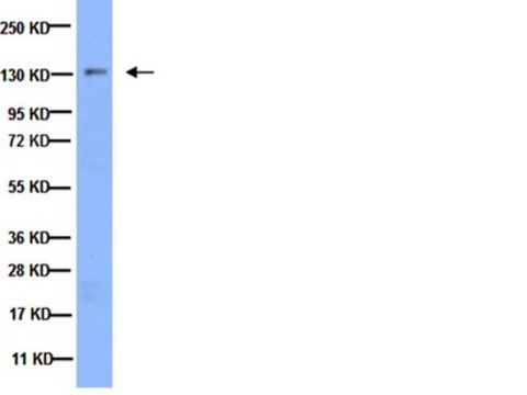 抗整合素 &#945;3抗体 serum, Chemicon&#174;