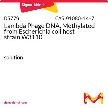 &#955;噬菌体DNA，甲基化 来源于大肠杆菌 宿主株 W3110 solution