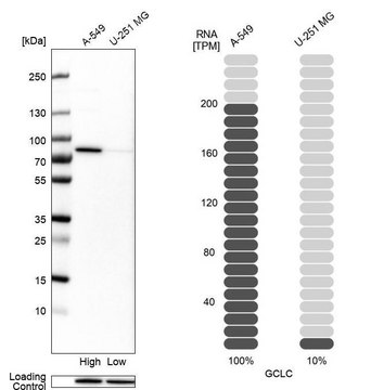 Anti-GCLC antibody produced in rabbit Prestige Antibodies&#174; Powered by Atlas Antibodies, affinity isolated antibody, buffered aqueous glycerol solution