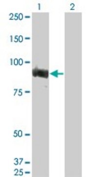 ANTI-TOP3B antibody produced in mouse clone 2G2, purified immunoglobulin, buffered aqueous solution