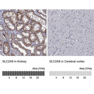 Anti-SLC2A9 antibody produced in rabbit Prestige Antibodies&#174; Powered by Atlas Antibodies, affinity isolated antibody, buffered aqueous glycerol solution