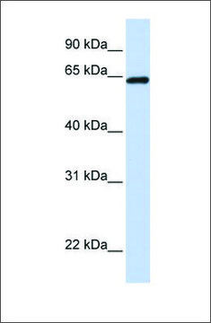 Anti-LCP1 (ab2) antibody produced in rabbit affinity isolated antibody