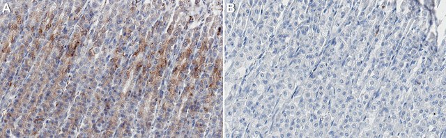 Anti-P2X4 receptor Antibody, clone 12-10H