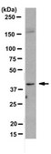 Anti-Vasohibin-2, clone 5E3 Antibody clone 5E3, 1 mg/mL, from mouse