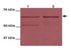 Anti-IRF7 antibody produced in rabbit affinity isolated antibody