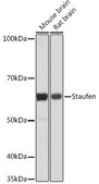 Anti-Staufen Antibody, clone 8J5A6, Rabbit Monoclonal