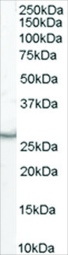 Anti-VTI1B antibody produced in goat affinity isolated antibody, buffered aqueous solution