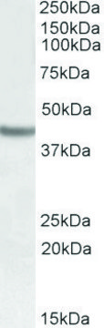 Anti-SOX3 (C-terminal) antibody produced in goat affinity isolated antibody, buffered aqueous solution