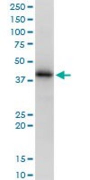 Anti-HLA-A antibody produced in mouse purified immunoglobulin, buffered aqueous solution