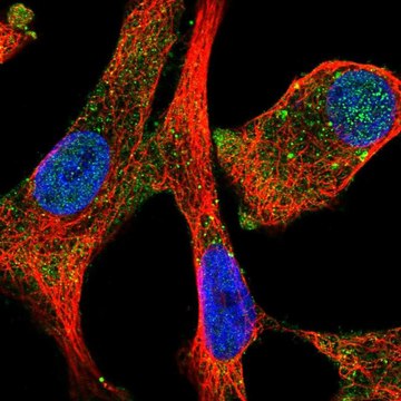 Anti-MMP7 antibody produced in rabbit Prestige Antibodies&#174; Powered by Atlas Antibodies, affinity isolated antibody