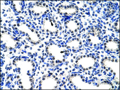 Anti-POP4 antibody produced in rabbit IgG fraction of antiserum