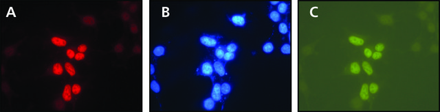 Anti-XPG (C-terminal) 兔抗 ~1&#160;mg/mL, affinity isolated antibody, buffered aqueous solution