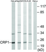Anti-CRP1 antibody produced in rabbit affinity isolated antibody
