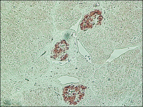 Anti-Islet Amyloid Polypeptide (IAPP) (Internal) antibody produced in rabbit IgG fraction of antiserum