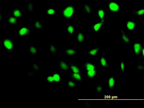 Monoclonal Anti-BANF1 antibody produced in mouse clone M2, purified immunoglobulin, buffered aqueous solution