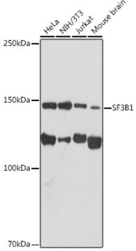 Anti-SF3B1 Antibody, clone 4A3G9, Rabbit Monoclonal