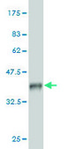 Monoclonal Anti-STAU1 antibody produced in mouse clone 3D8, purified immunoglobulin, buffered aqueous solution