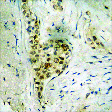 Anti-phospho-DNA-PK (pSer2056) antibody produced in rabbit affinity isolated antibody