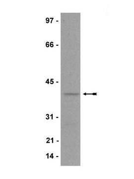 Anti-p40-phox Antibody Upstate&#174;, from rabbit