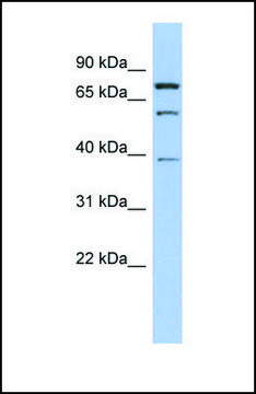 Anti-MOSPD2 antibody produced in rabbit affinity isolated antibody