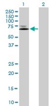 Anti-IFNGR1 antibody produced in mouse purified immunoglobulin, buffered aqueous solution