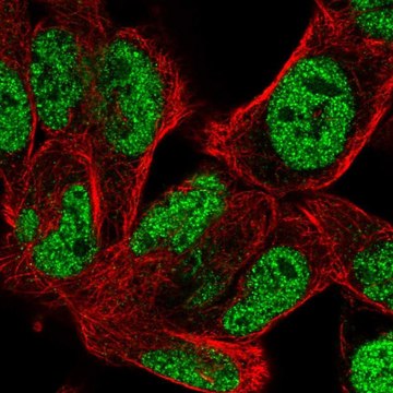 Anti-BOC antibody produced in rabbit Prestige Antibodies&#174; Powered by Atlas Antibodies, affinity isolated antibody