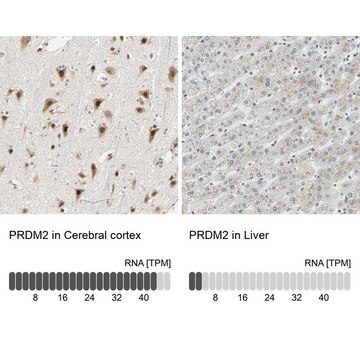 Anti-PRDM2 antibody produced in rabbit Prestige Antibodies&#174; Powered by Atlas Antibodies, affinity isolated antibody, buffered aqueous glycerol solution