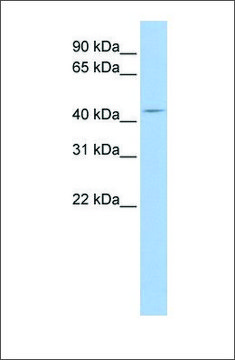 Anti-ATG4A antibody produced in rabbit affinity isolated antibody