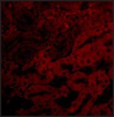 Anti-BFL-1 (ab2) antibody produced in rabbit affinity isolated antibody, buffered aqueous solution