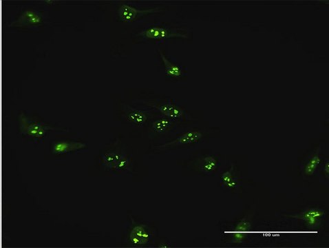 Anti-GPATC4 antibody produced in mouse purified immunoglobulin, buffered aqueous solution