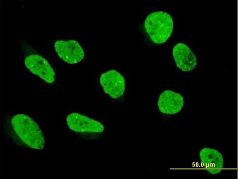 Anti-KHDRBS1 antibody produced in mouse purified immunoglobulin, buffered aqueous solution