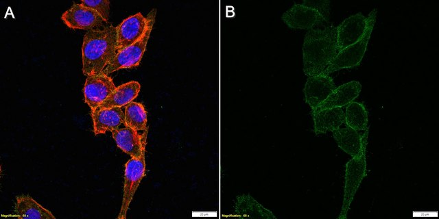 Anti-PVR/CD155 Antibody, clone SKII.4 ZooMAb&#174; Mouse Monoclonal recombinant, expressed in HEK 293 cells