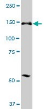 Anti-ERCC6L antibody produced in mouse purified immunoglobulin, buffered aqueous solution